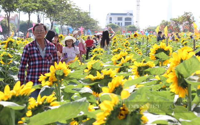 Cánh đồng hoa hướng dương ở đây có hơn 50.000 cây, được trồng trên mảnh đất rộng 12.000m2. Ảnh: Trần Khánh