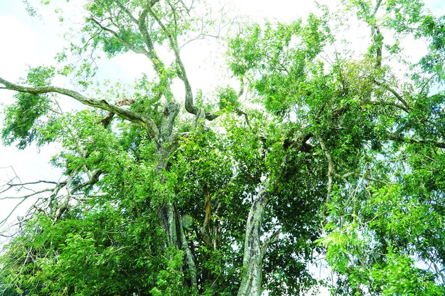 Cây cô đơn đẹp cuốn hút giữa cánh đồng ở Tây Ninh, lại gần bất ngờ thân mọc ra thứ nấm to như bàn tay - Ảnh 2.