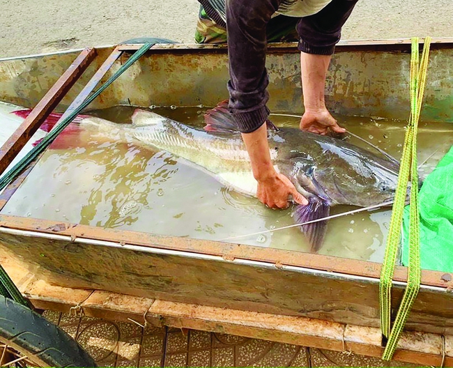 XUAN/ Săn cá lăng trên dòng sông chảy ngược - Ảnh 3.