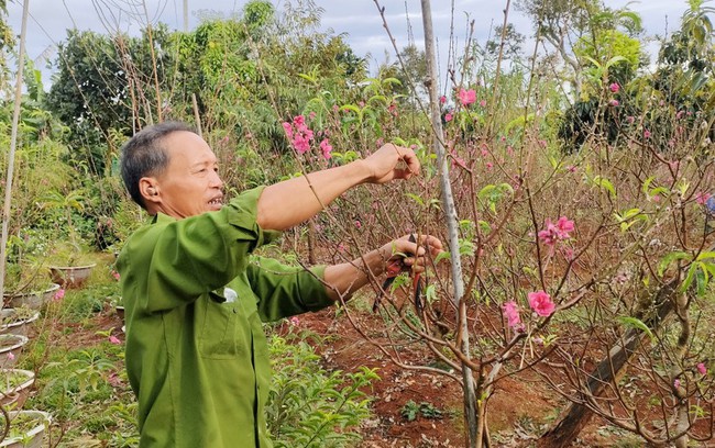 Vườn &quot;đào nguyên&quot; trên phố núi Pleiku - Ảnh 6.