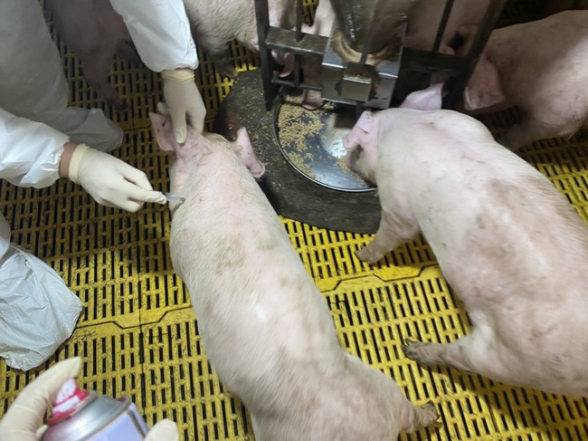 Phòng chống dịch tả lợn châu Phi: Tín hiệu tích cực khi sử dụng   vaccine - Ảnh 1.