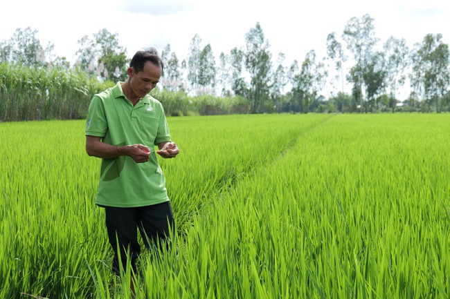 Bà con nông dân lo lắng tình trạng sâu hại tái diễn