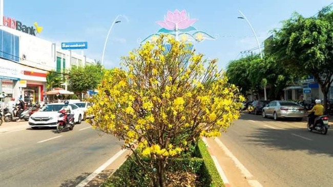 Bà Rịa - Vũng Tàu: Gần 1000 cây mai rực rỡ khoe sắc trên đường phố Châu Đức - Ảnh 5.
