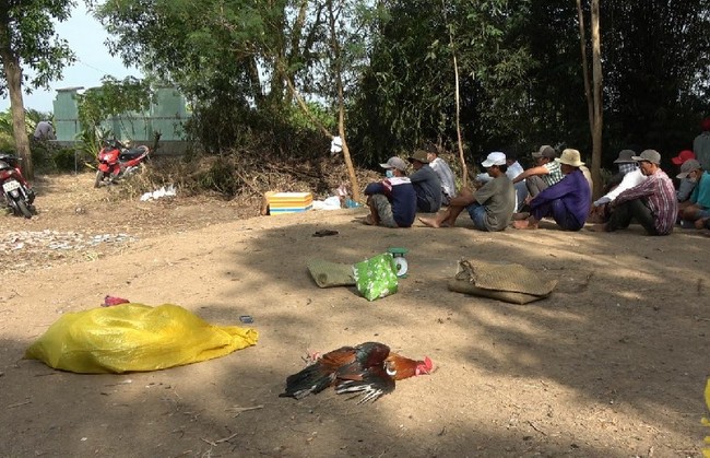 Tiền Giang: Bắt 3 đối tượng tổ chức trường gà “khủng” thu hơn 370 triệu đồng - Ảnh 1.