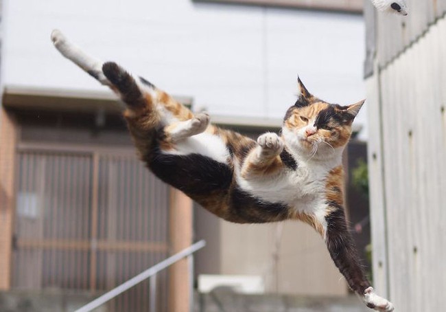 Những tuyệt kỹ võ công của loài Mèo con người khổ luyện chưa chắc đạt được - Ảnh 1.