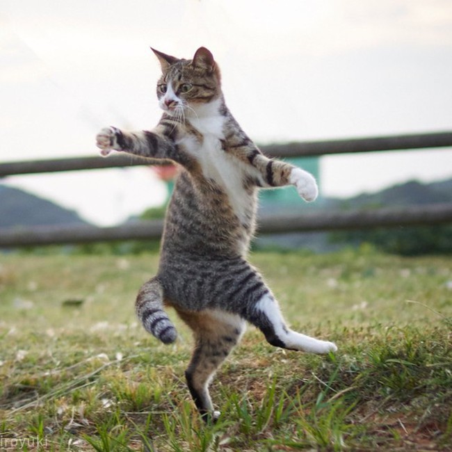 Những tuyệt kỹ võ công của loài Mèo con người khổ luyện chưa chắc đạt được - Ảnh 12.