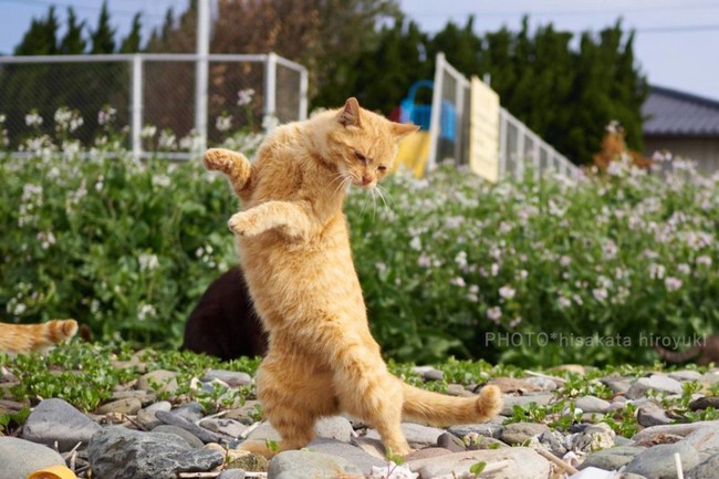Những tuyệt kỹ võ công của loài Mèo con người khổ luyện chưa chắc đạt được - Ảnh 14.