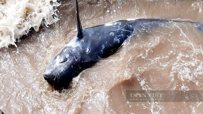 Ninh Bình: Cá heo nặng khoảng 200kg trôi dạt vào bờ biển - Ảnh 2.