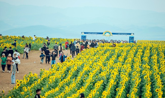 Nghệ An: Cánh đồng bạt ngàn hoa hướng dương vàng rực một góc trời hút hàng vạn du khách đổ về check-in - Ảnh 1.