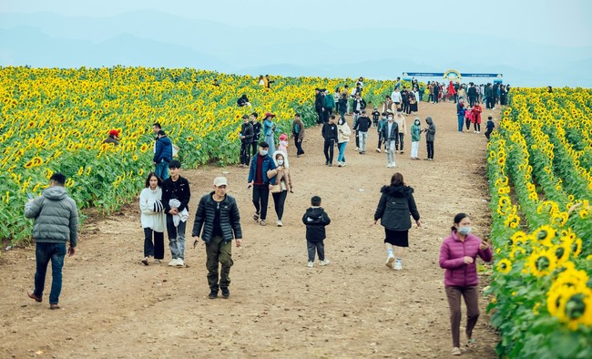 Nghệ An: Cánh đồng bạt ngàn hoa hướng dương vàng rực một góc trời hút hàng vạn du khách đổ về check-in - Ảnh 7.