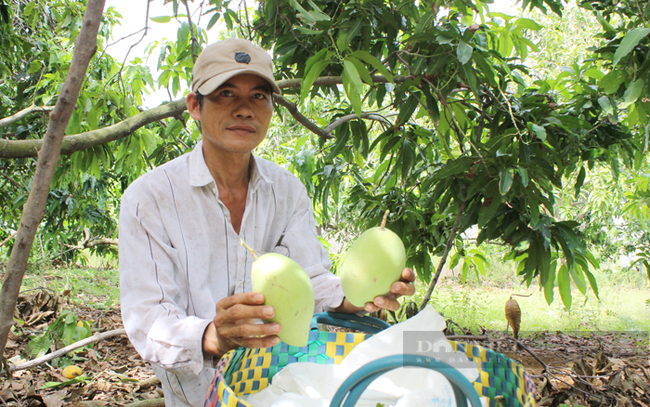 Xoài Cần Giờ là một đặc sản của TP.HCM. Tuy nhiên, nông nghiệp TP.HCM chưa có nhiều thương hiệu nông nghiệp như thế. Ảnh: Trần Khánh