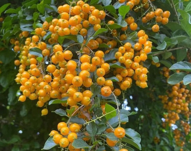 Chuyện thật như đùa, cây dại xưa cho không ai lấy giờ đem lên Thủ đô tha hồ “hốt bạc&quot; - Ảnh 2.