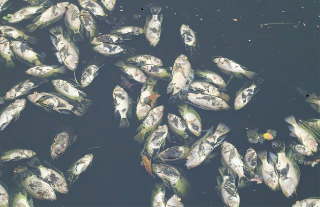 Nghệ An: Hàng tấn cá chết nổi trắng hào thành cổ Vinh, bốc mùi hôi thối nồng nặc - Ảnh 3.