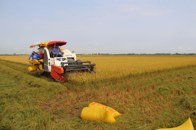 Nhiều nước tăng nhập, giá gạo Việt Nam tiếp đà lên - Ảnh 1.