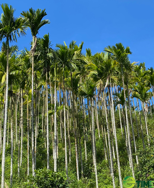 Quảng Ngãi đồng ý nhận 100.000 cây giống tài trợ thực hiện chương trình “ Quỹ trồng cây xanh” - Ảnh 3.
