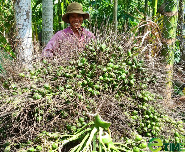 Quảng Ngãi đồng ý nhận 100.000 cây giống tài trợ thực hiện chương trình “ Quỹ trồng cây xanh” - Ảnh 4.