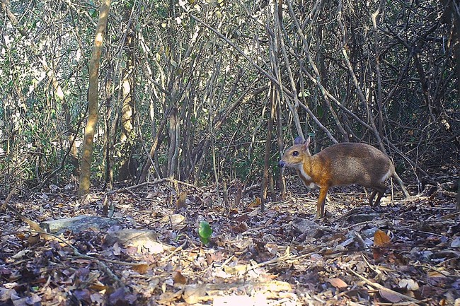 Phát hiện loài Cheo cheo quý hiếm nghi tuyệt chủng tại Vườn Quốc gia Núi Chúa ở Ninh Thuận - Ảnh 3.