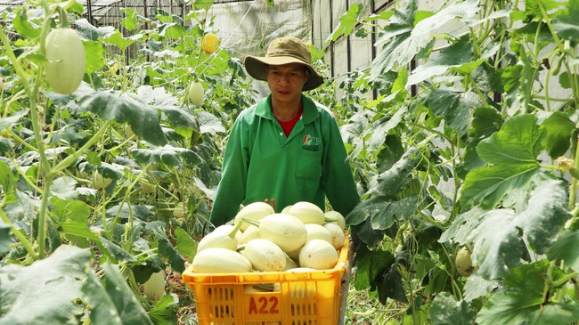 HTX trợ sức nông dân trồng rau củ, bán hàng qua mạng - Ảnh 5.
