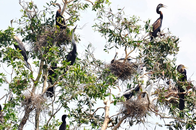 Vùng Đồng Tháp Mười ở Long An có một nơi rộng 5.000ha, thấy đầm lầy, cù lao, rừng tràm, chim đậu kín cây - Ảnh 4.
