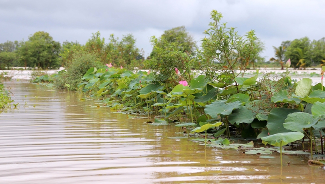 Mùa nước nổi An Giang, nước tràn đồng, rọi đèn pin thấy dân bắt được cá linh, cá mè vinh tươi rói - Ảnh 1.