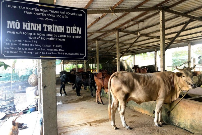 Liên kết nuôi bò thịt, nông dân thu lời lớn - Ảnh 1.