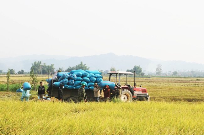 Giá lúa tăng mạnh, nông dân Nam Trung Bộ, Đông Nam Bộ, Tây Nguyên.