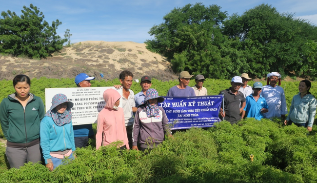 Bảo tồn, phát triển nguồn gen cây dược liệu quý tại Ninh Thuận - Ảnh 1.