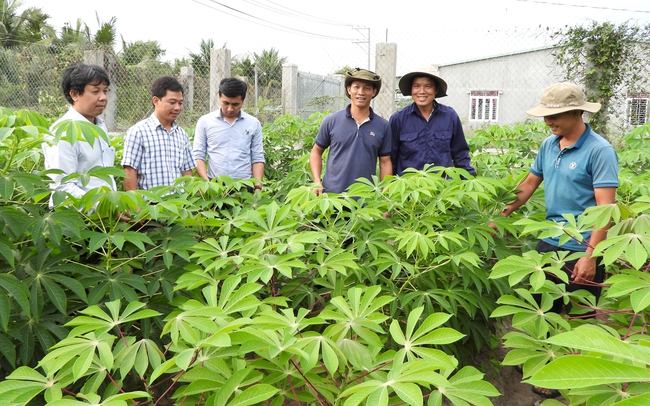 Mòn mỏi chờ giống mì kháng bệnh khảm lá - Ảnh 1.