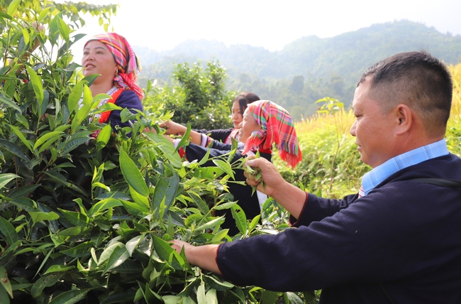 Nỗ lực nâng tầm thương hiệu chè Hà Giang - Ảnh 1.