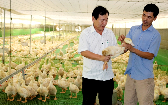 Phú Giáo phát triển chăn nuôi công nghệ cao - Ảnh 1.