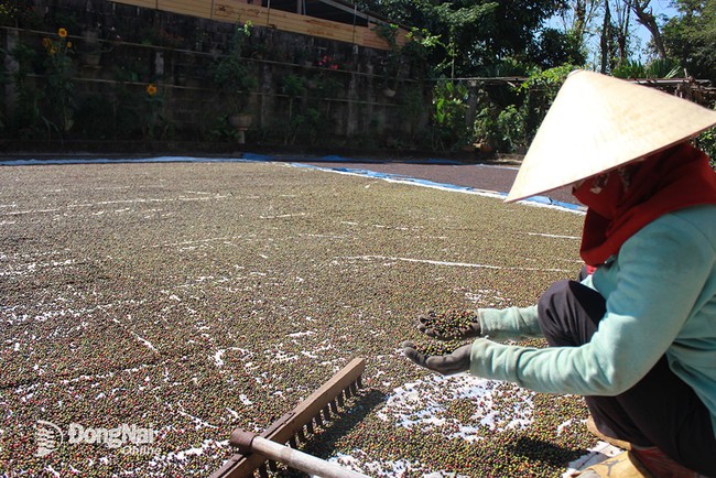 Một châu lục có hơn 1,3 tỷ người đang muốn nhập khẩu cà phê, hạt tiêu, hạt điều của Việt Nam - Ảnh 1.