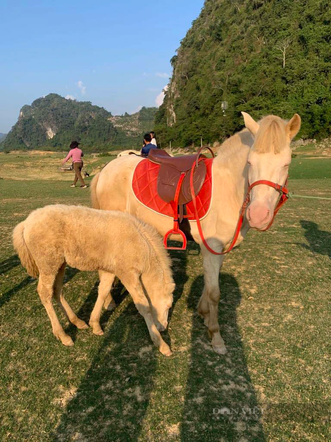 Cách Hà Nội 2 tiếng di chuyển, có một thảo nguyên rộng lớn, du khách đến là mê, chẳng muốn về! - Ảnh 12.