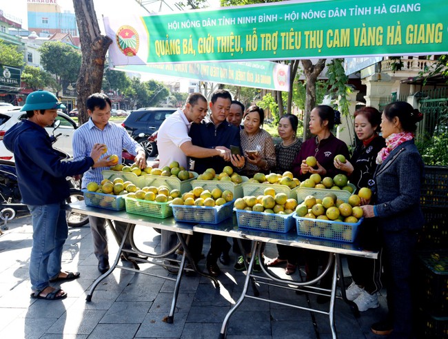 Ninh Bình: Giới thiệu, hỗ trợ tiêu thụ sản phẩm cam vàng Hà Giang - Ảnh 3.