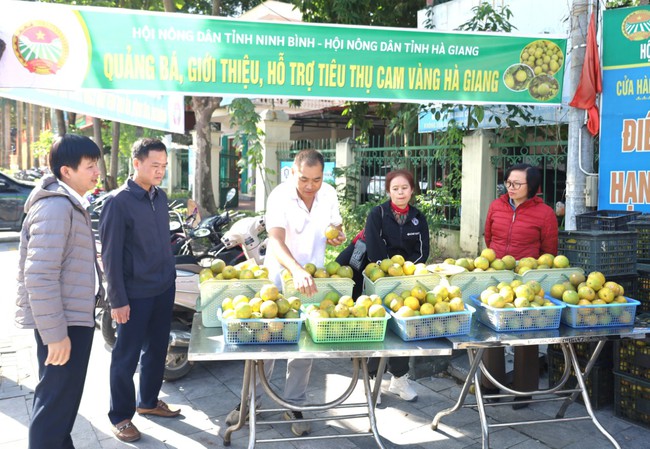 Ninh Bình: Giới thiệu, hỗ trợ tiêu thụ sản phẩm cam vàng Hà Giang - Ảnh 1.