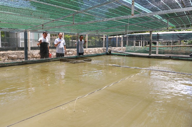 Đây là mô hình nuôi cá chình, nuôi cá lóc đạt lợi nhuận tốt, nhiều người đang đến xem ở Phú Yên - Ảnh 2.