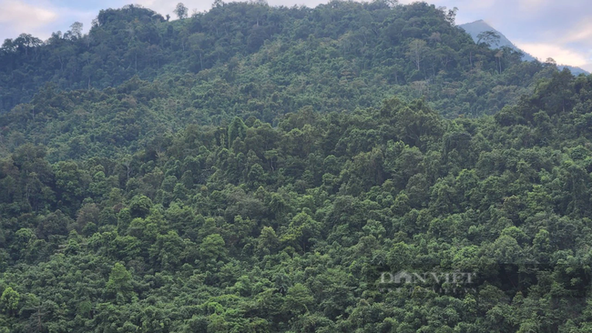 Bảo vệ rừng để phát triển kinh tế ở Mường Đun   - Ảnh 1.