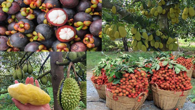 Hấp dẫn khi đến "xứ sở của các loại trái cây" và kiến trúc chùa cổ với chạm trổ tinh xảo - Ảnh 10. Hấp dẫn khi đến "xứ sở của các loại trái cây" và kiến trúc chùa cổ với chạm trổ tinh xảo - Ảnh 10.