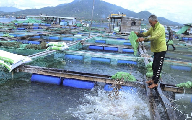 Chưa có quy hoạch không gian biển: Người nuôi tiến thoái lưỡng nan - Ảnh 3.