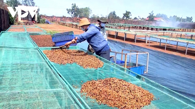 Sản xuất và cung ứng cà phê không gây mất rừng - Ảnh 3.