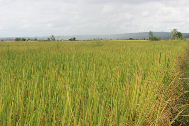 Trồng lúa hữu cơ trên cánh đồng Buôn Trấp ở Đắk Lắk, nông dân giảm chi phí, thu nhập tăng - Ảnh 1.