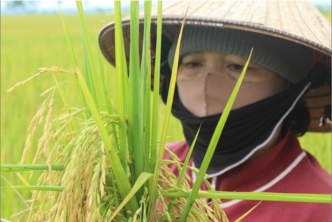 Trồng lúa hữu cơ trên cánh đồng Buôn Trấp ở Đắk Lắk, nông dân giảm chi phí, thu nhập tăng - Ảnh 2.