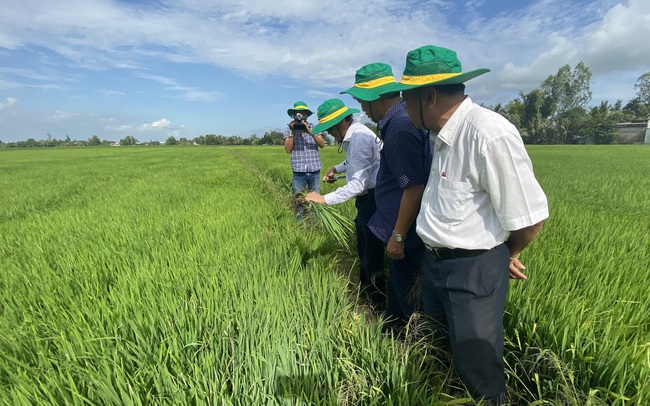 Bộ NNPTNT tổ chức Hội nghị &quot;Diên hồng&quot; bàn về Đề án trồng 1 triệu ha lúa chất lượng cao ở ĐBSCL - Ảnh 2.