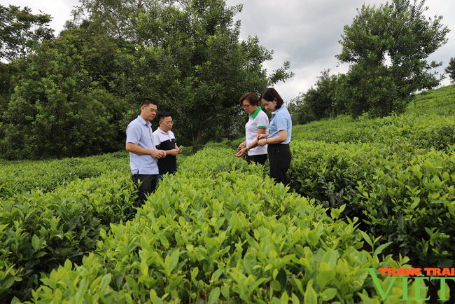 HTX đóng góp để nâng tầm nông sản Sơn La - Ảnh 2.