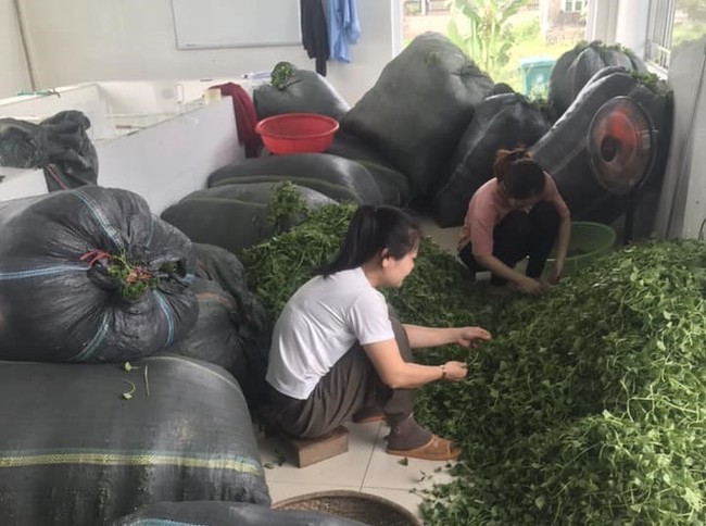 Xã thông minh ở Thừa Thiên Huế chuyển đổi số gắn với nông nghiệp xanh  - Ảnh 2.