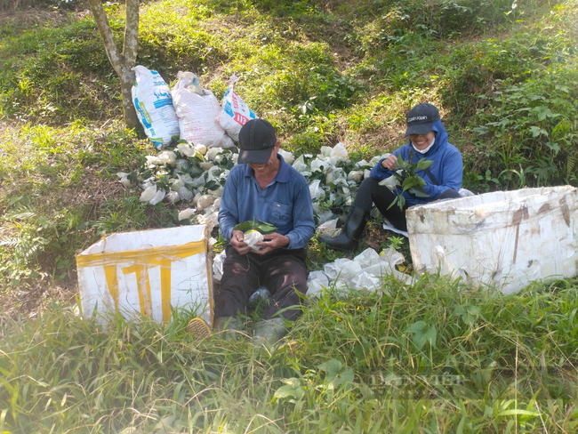 Tuy giá cao nhưng vẫn không đủ hàng cho thương lái mua, nông dân trồng cam vùng núi Hà Tĩnh phấn khởi - Ảnh 5.