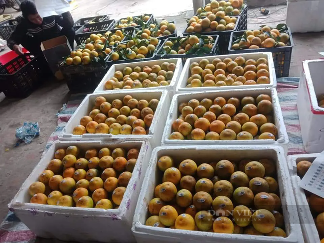 Tuy giá cao nhưng vẫn không đủ hàng cho thương lái mua, nông dân trồng cam vùng núi Hà Tĩnh phấn khởi - Ảnh 7.
