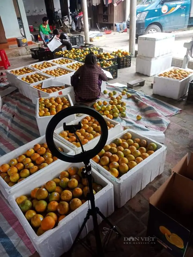 Tuy giá cao nhưng vẫn không đủ hàng cho thương lái mua, nông dân trồng cam vùng núi Hà Tĩnh phấn khởi - Ảnh 10.