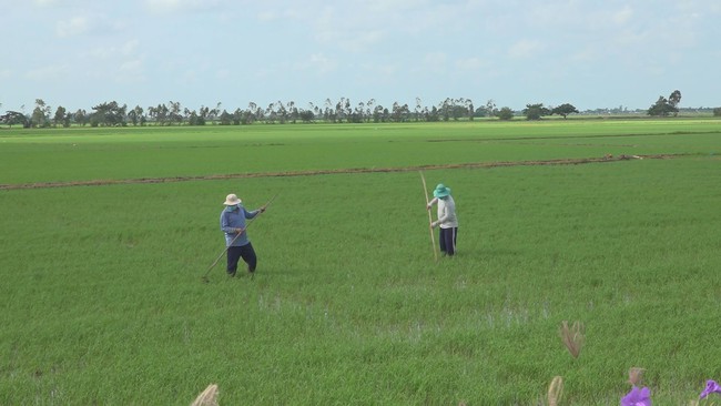 Giá lúa cao, tăng tốc làm vụ đông xuân - Ảnh 2.