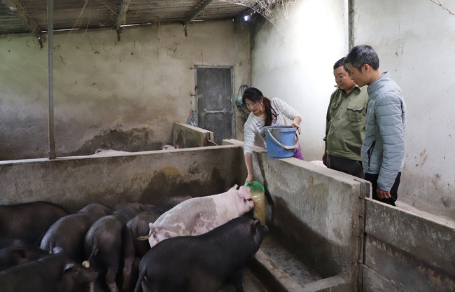 Nông dân người H’Mông làm giàu từ mô hình chăn nuôi lợn - Ảnh 1.