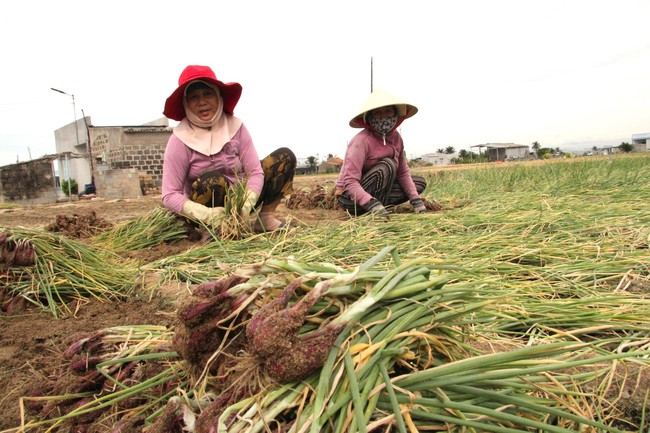 Người dân hiến đất xây dựng nông thôn mới ở huyện Ninh Hải tỉnh Ninh Thuận - Ảnh 6.